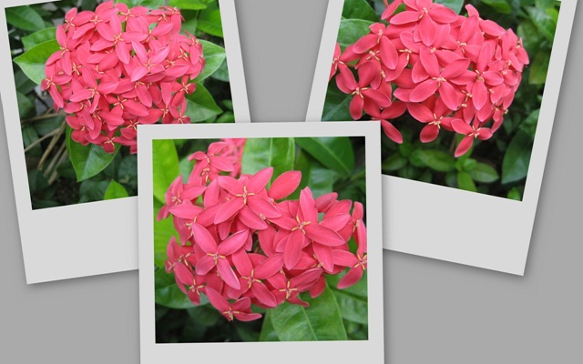 [ixora[4].jpg]